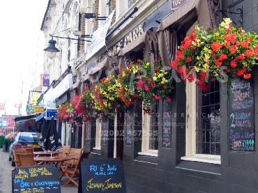Major Plants Ltd - Hanging Basket Services - London - UK - Image 175