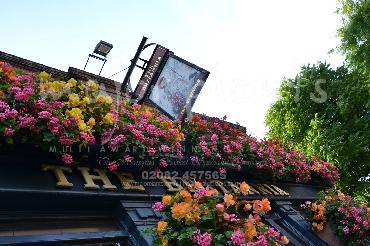 Major Plants Ltd - Hanging Basket Services - London - UK - Image 188