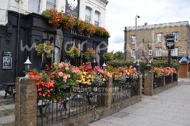 Major Plants Ltd - Hanging Basket Services - London - UK - Image 189