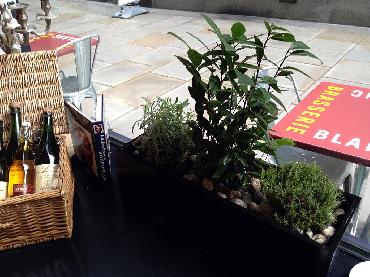 Major Plants Ltd - Herb Displays - London - UK - Image 9