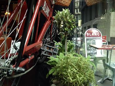 Major Plants Ltd - Herb Displays - London - UK - Image 10