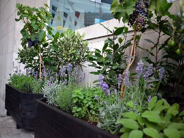 Major Plants Ltd - Herb Displays - London - UK - Image 18