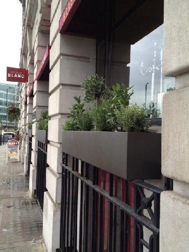 Major Plants Ltd - Herb Displays - London - UK - Image 26