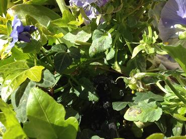 Major Plants Ltd - Irrigation Systems - London - UK - Image 