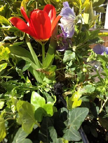 Major Plants Ltd - Irrigation Systems - London - UK - Image 2