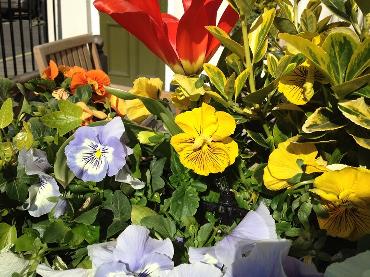 Major Plants Ltd - Irrigation Systems - London - UK - Image 3