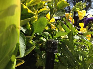 Major Plants Ltd - Irrigation Systems - London - UK - Image 5