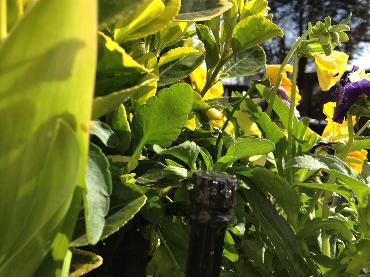 Major Plants Ltd - Irrigation Systems - London - UK - Image 6