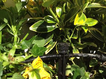 Major Plants Ltd - Irrigation Systems - London - UK - Image 8