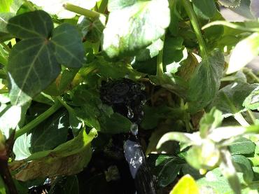 Major Plants Ltd - Irrigation Systems - London - UK - Image 11