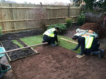 Major Plants Ltd - Lawn - London - UK - Image 2