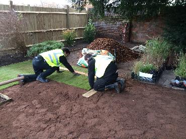 Major Plants Ltd - Lawn - London - UK - Image 3