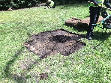 Major Plants Ltd - Lawn - London - UK - Image 8