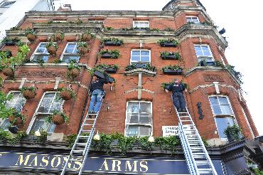 Major Plants Ltd - Masons Arms - London - UK - Image 12