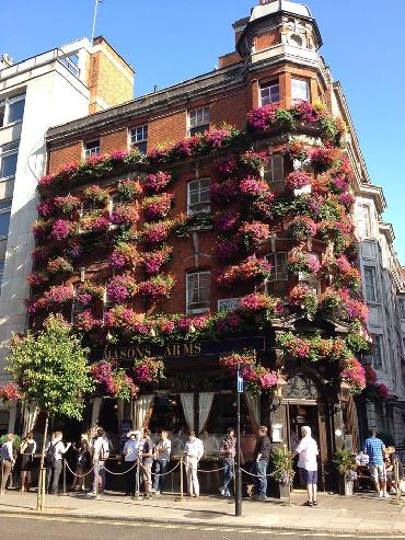 Major Plants Ltd - Masons Arms - London - UK - Image 14