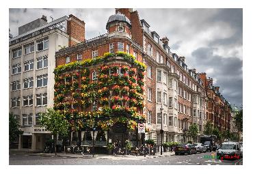 Major Plants Ltd - Masons Arms - London - UK - Image 20