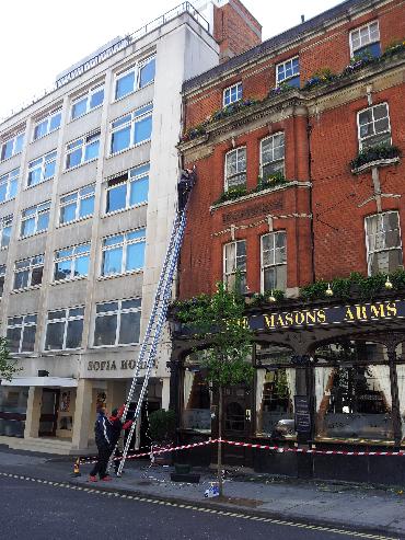 Major Plants Ltd - Masons Arms - London - UK - Image 21
