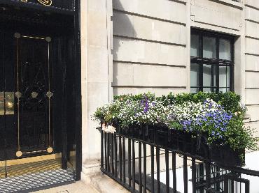 Major Plants Ltd - Metal Planters - London - UK - Image 9