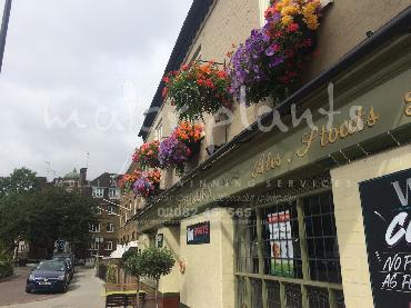 Major Plants Ltd - Our Customers - London - UK - Image 75