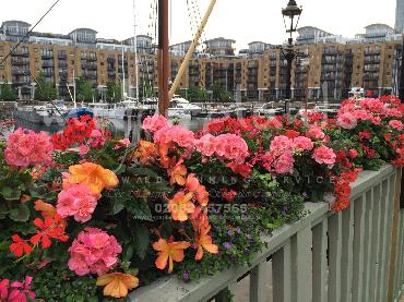 Major Plants Ltd - Our Customers - London - UK - Image 89