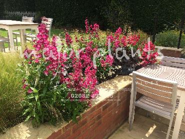 Major Plants Ltd - Pastoral - London - UK - Image 1