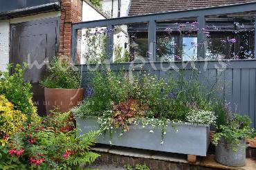 Major Plants Ltd - Pastoral - London - UK - Image 8