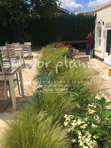 Major Plants Ltd - Pastoral - London - UK - Image 31