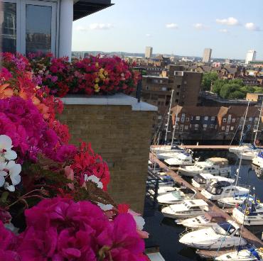 Major Plants Ltd - Penthouse - London - UK - Image 5