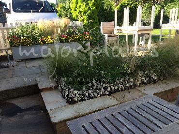 Major Plants Ltd - Pots and Troughs - London - UK - Image 25