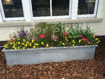Major Plants Ltd - Pots and Troughs - London - UK - Image 32