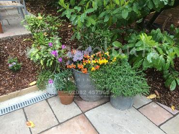 Major Plants Ltd - Pots and Troughs - London - UK - Image 40