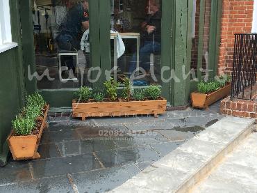 Major Plants Ltd - Pots and Troughs - London - UK - Image 47