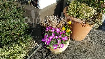 Major Plants Ltd - Pots and Troughs - London - UK - Image 54