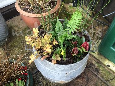Major Plants Ltd - Pots and Troughs - London - UK - Image 61