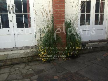 Major Plants Ltd - Pots and Troughs - London - UK - Image 76