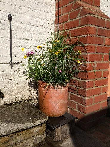 Major Plants Ltd - Pots and Troughs - London - UK - Image 80