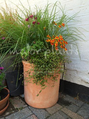 Major Plants Ltd - Pots and Troughs - London - UK - Image 83