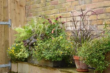 Major Plants Ltd - Pots and Troughs - London - UK - Image 93