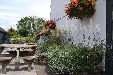 Major Plants Ltd - Pots and Troughs - London - UK - Image 102