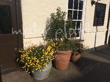 Major Plants Ltd - Pots and Troughs - London - UK - Image 105