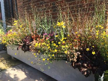 Major Plants Ltd - Pots and Troughs - London - UK - Image 106