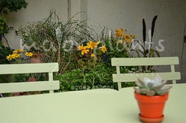 Major Plants Ltd - Pots and Troughs - London - UK - Image 108