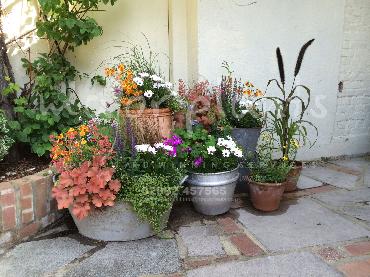Major Plants Ltd - Pots and Troughs - London - UK - Image 128
