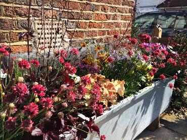 Major Plants Ltd - Pots and Troughs - London - UK - Image 129