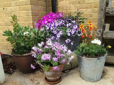 Major Plants Ltd - Pots and Troughs - London - UK - Image 136