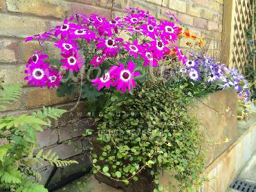 Major Plants Ltd - Pots and Troughs - London - UK - Image 137