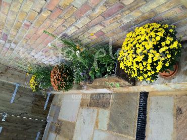 Major Plants Ltd - Pots and Troughs - London - UK - Image 149