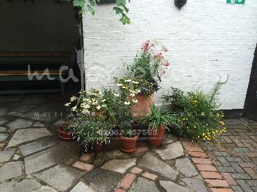 Major Plants Ltd - Pots and Troughs - London - UK - Image 154