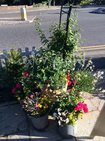 Major Plants Ltd - Pots and Troughs - London - UK - Image 159