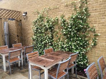 Major Plants Ltd - WBC British Queen - London - UK - Image 11